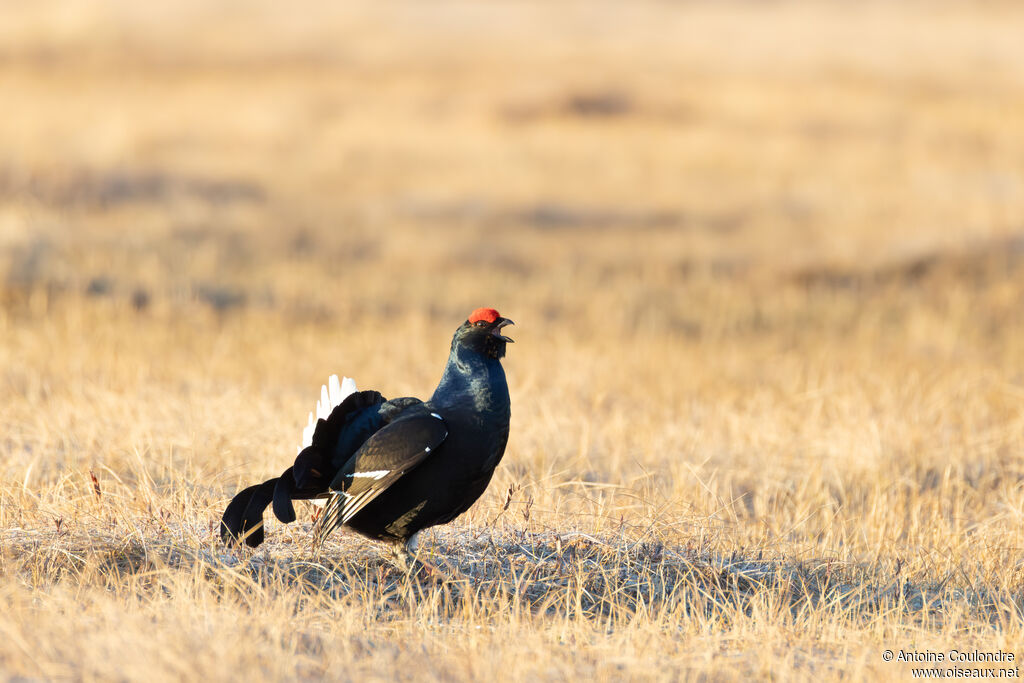 Tétras lyre mâle adulte nuptial, parade