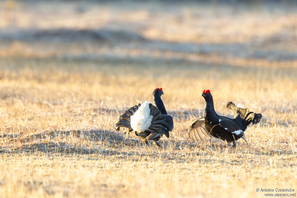 Tétras lyre mâle adulte nuptial, parade