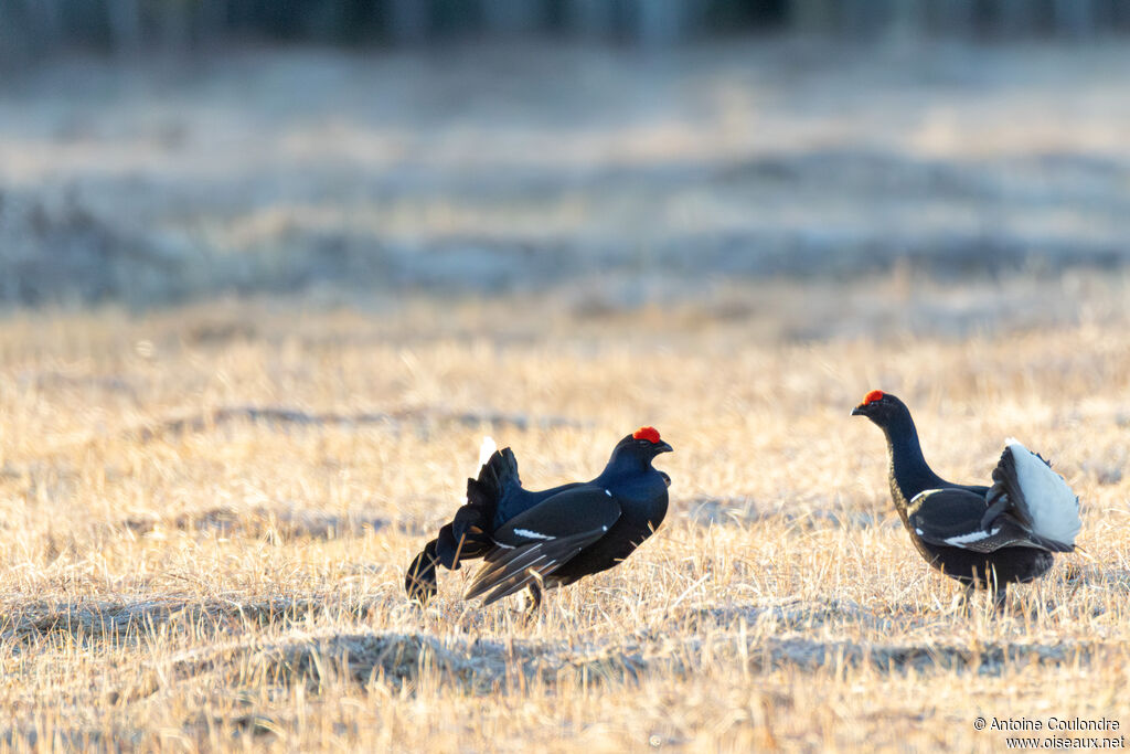 Tétras lyre mâle adulte nuptial, parade
