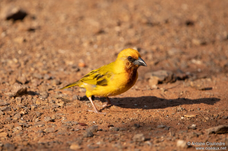 Southern Brown-throated Weaveradult breeding