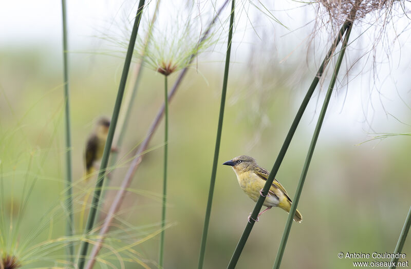 Northern Brown-throated Weaver female adult breeding