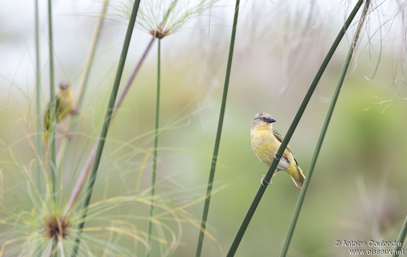 Northern Brown-throated Weaver female adult breeding