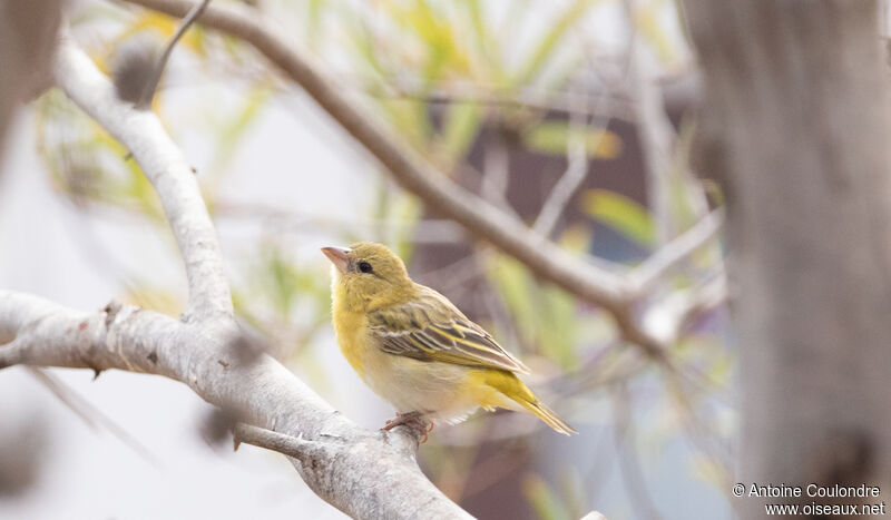 Southern Masked Weaver male adult post breeding