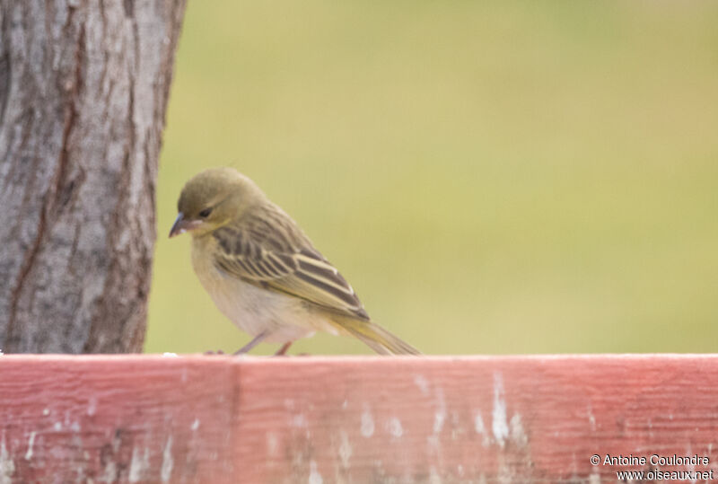 Southern Masked Weaver female adult post breeding