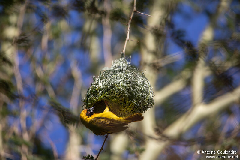 Southern Masked Weaver male adult breeding, Reproduction-nesting