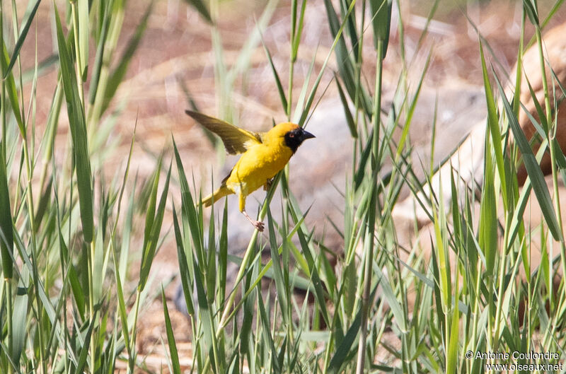 Southern Masked Weaver male adult breeding, courting display