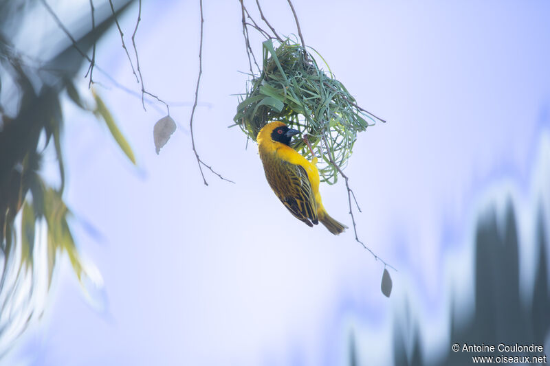 Southern Masked Weaver male adult breeding, Reproduction-nesting