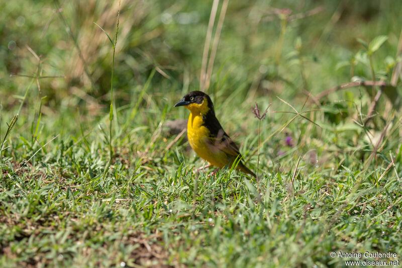 Baglafecht Weaver male adult breeding