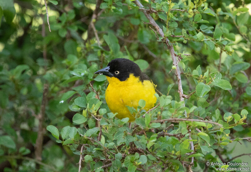 Baglafecht Weaver male adult breeding