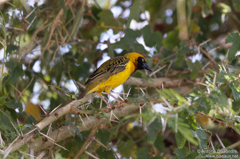 Speke's Weaver male adult breeding