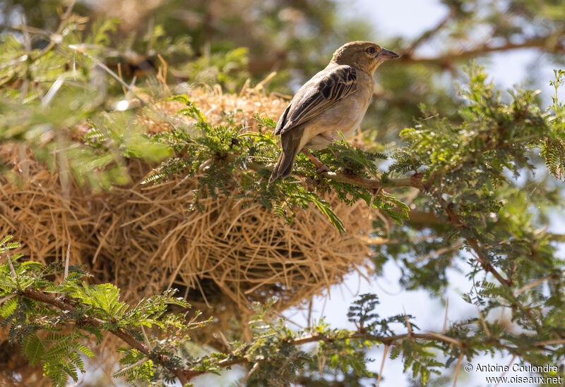 Speke's Weaver female adult breeding