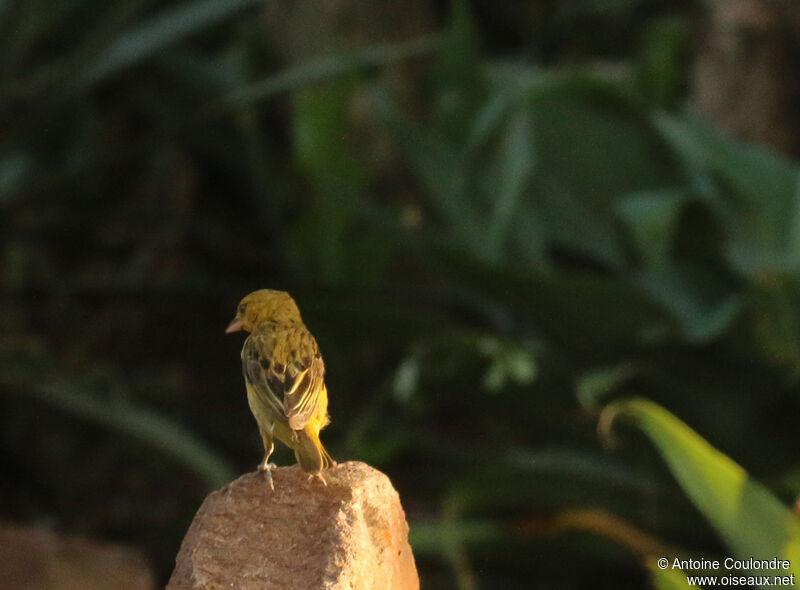 Cape Weaver male adult breeding