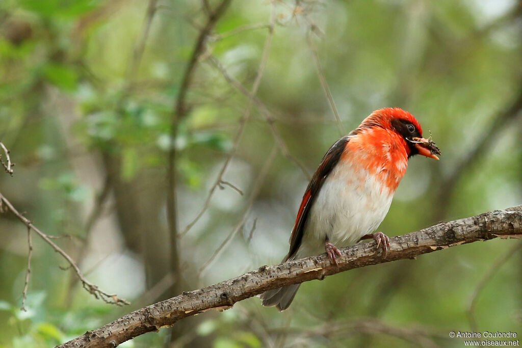 Red-headed Weaveradult, eats