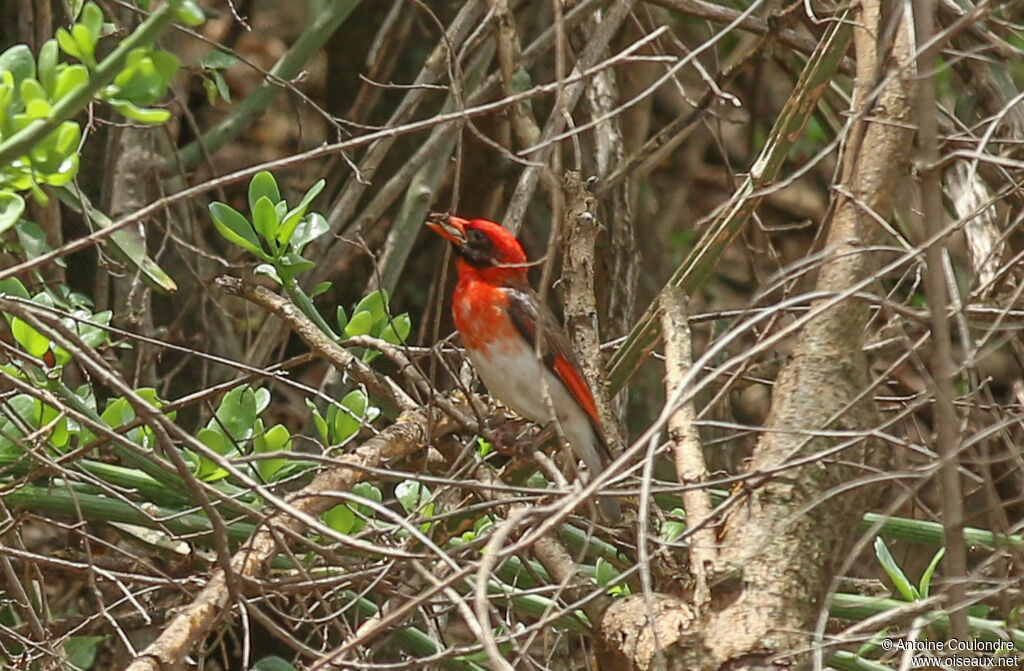 Red-headed Weaveradult