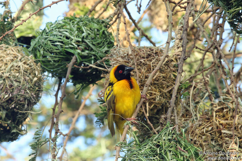 Village Weaver male adult breeding, Reproduction-nesting