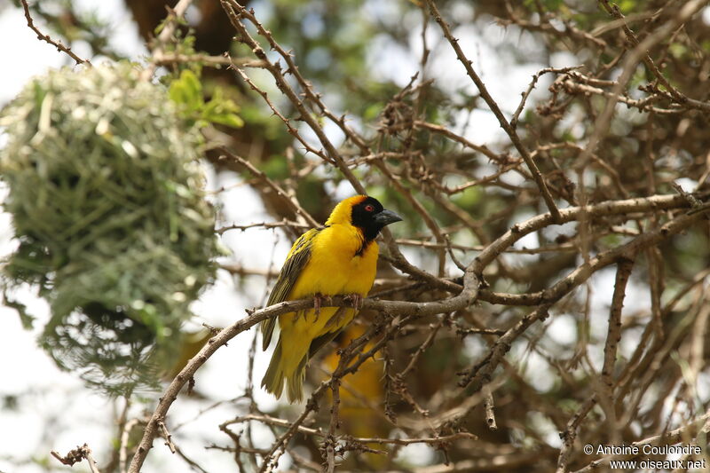 Village Weaver male adult breeding, Reproduction-nesting