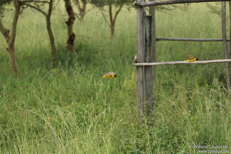 Village Weaver male adult breeding, Flight, Reproduction-nesting