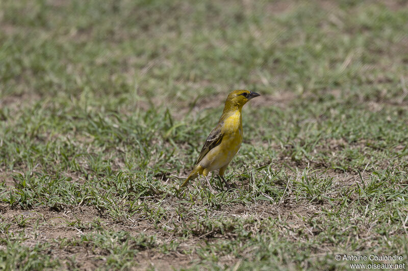 Village Weaver male adult post breeding