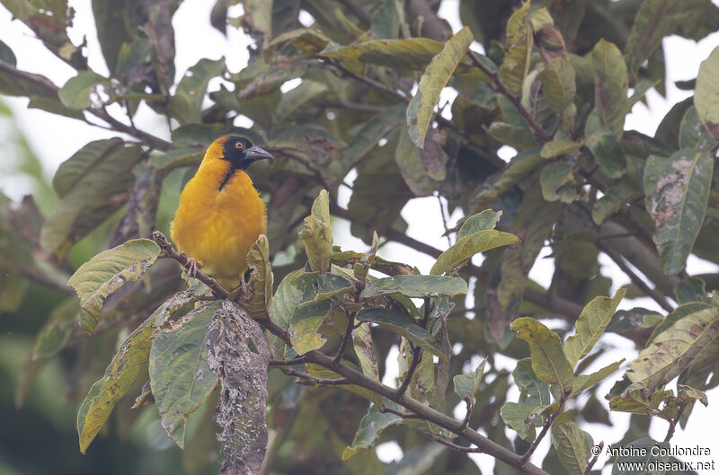 Village Weaver male adult breeding