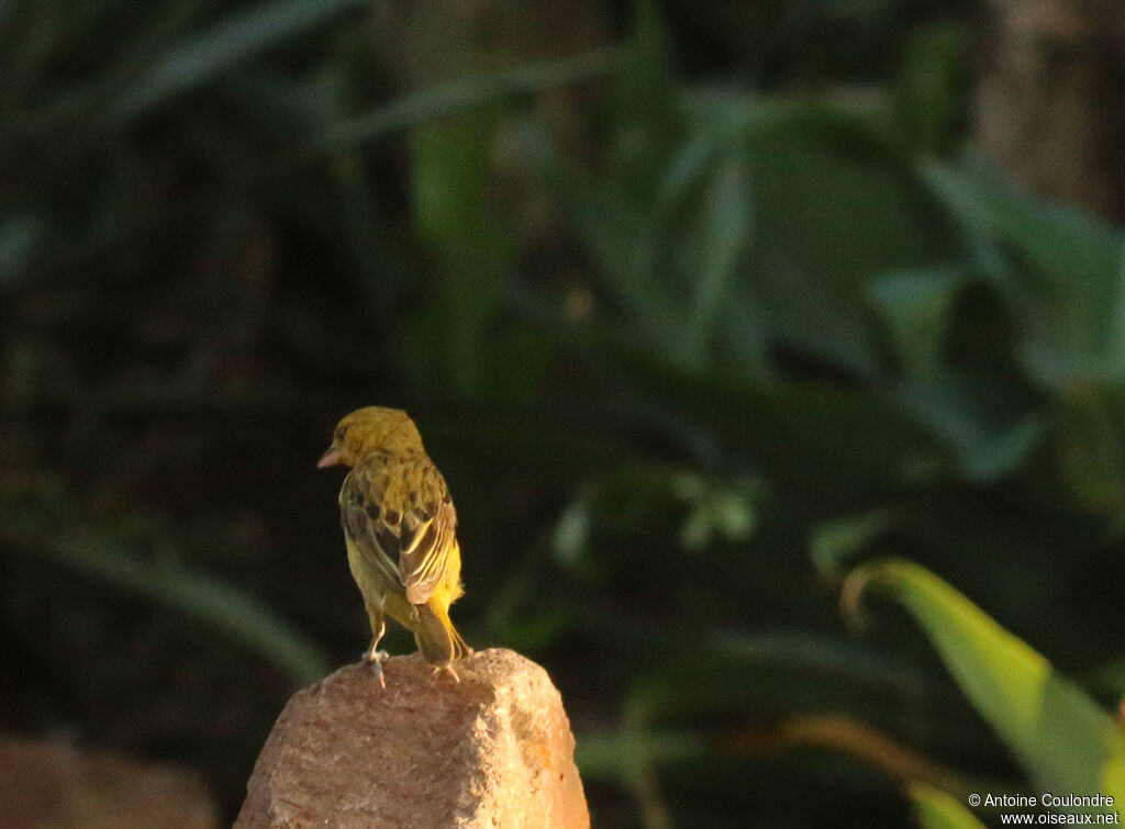 Lesser Masked Weaver