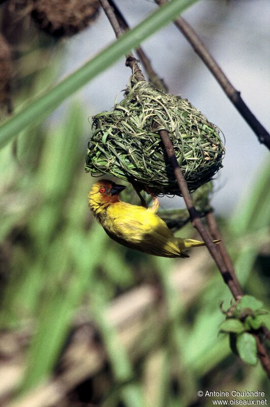 Eastern Golden Weaver male adult breeding