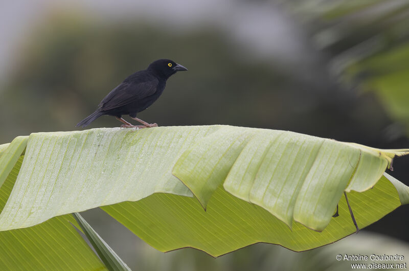 Vieillot's Black Weaver male adult breeding