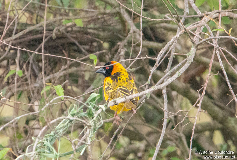 Vitelline Masked Weaver male adult breeding