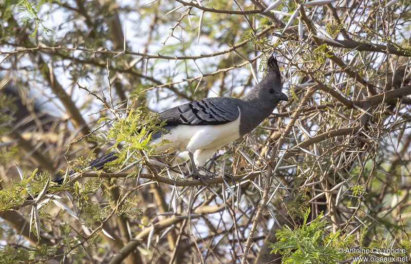 White-bellied Go-away-birdadult