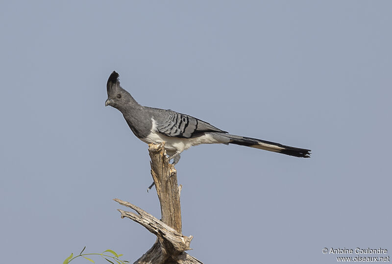 White-bellied Go-away-birdadult