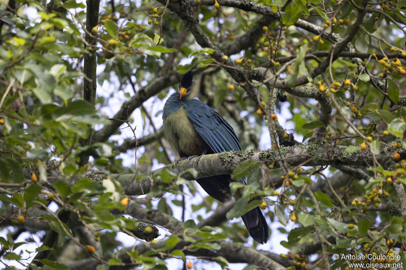 Great Blue Turacoadult