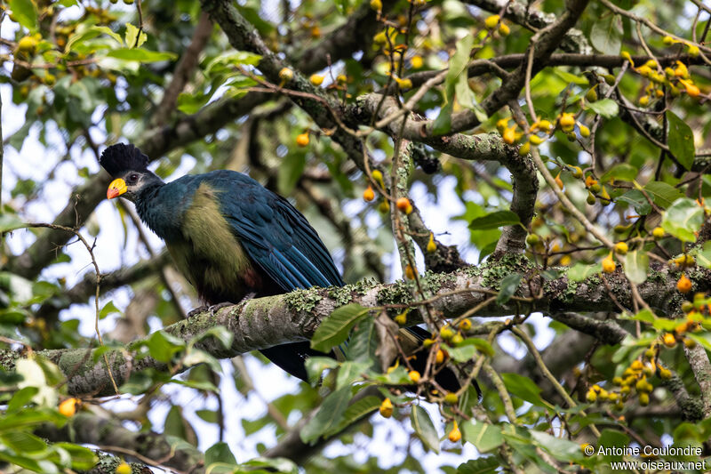 Great Blue Turacoadult