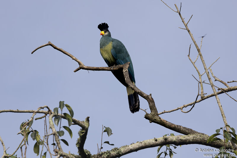 Great Blue Turacoadult