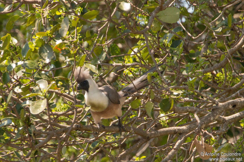 Bare-faced Go-away-birdadult