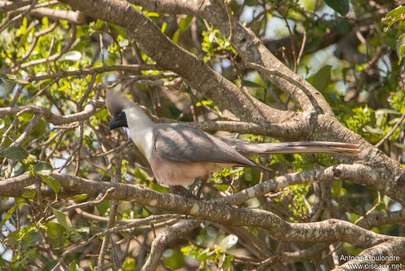 Bare-faced Go-away-birdadult