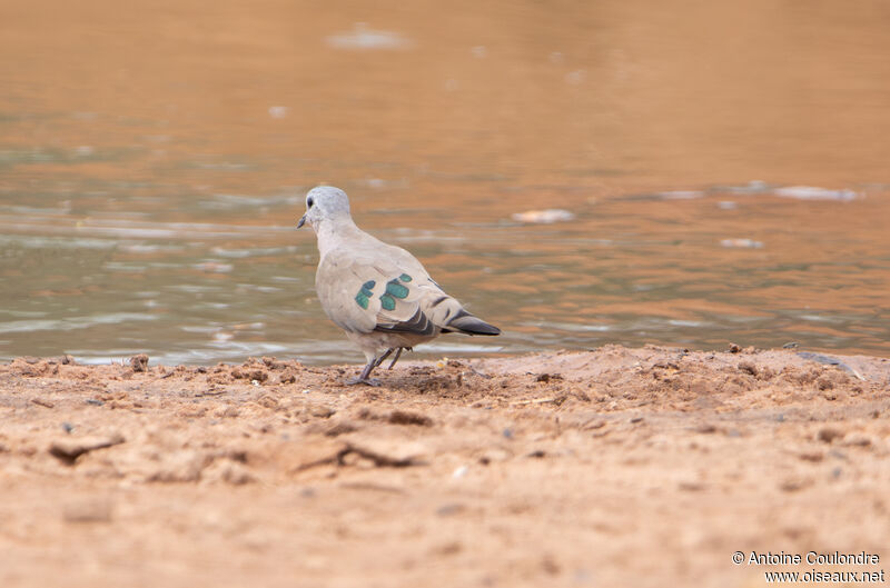 Emerald-spotted Wood Doveadult, drinks