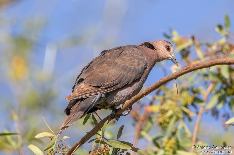 Red-eyed Doveadult