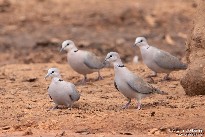 Ring-necked Dove