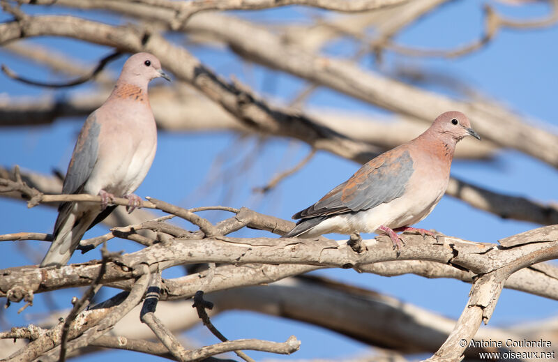 Laughing Dove