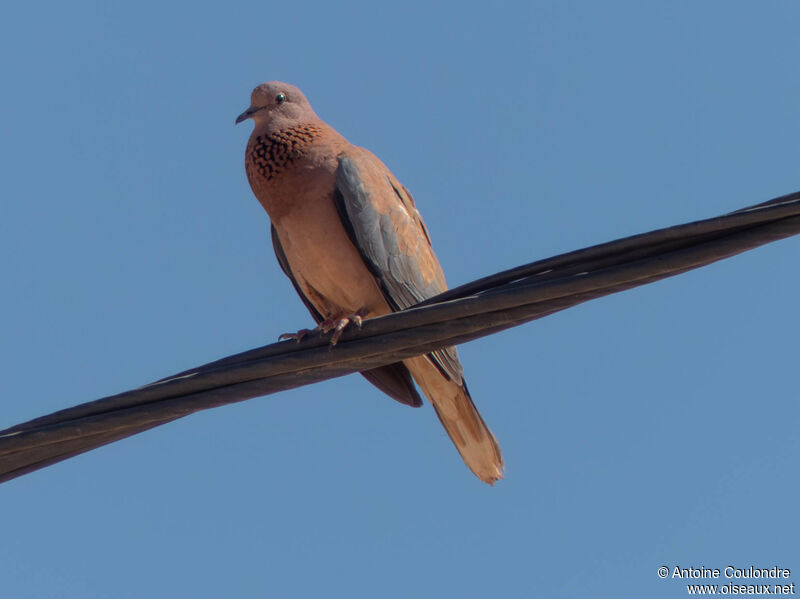 Laughing Dove male adult, courting display, song