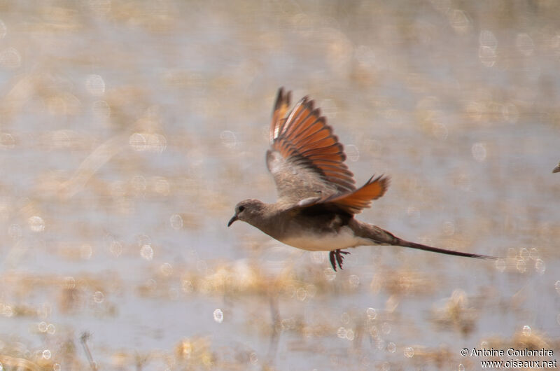 Namaqua Dove female adult, Flight