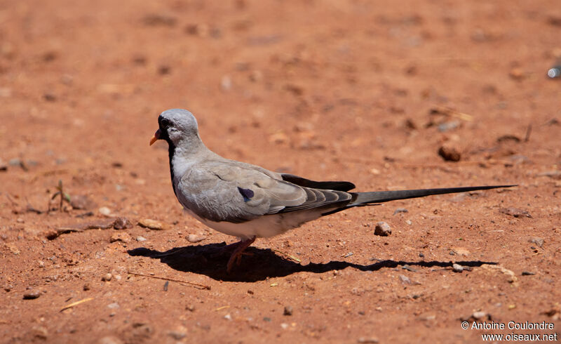 Namaqua Dove male adult