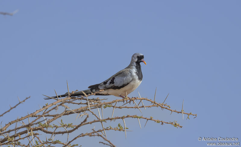 Namaqua Dove male adult