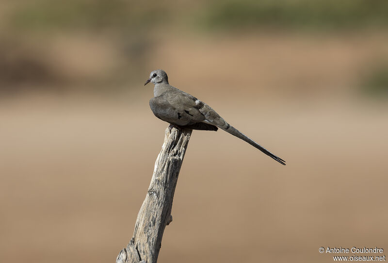 Namaqua Dove female adult