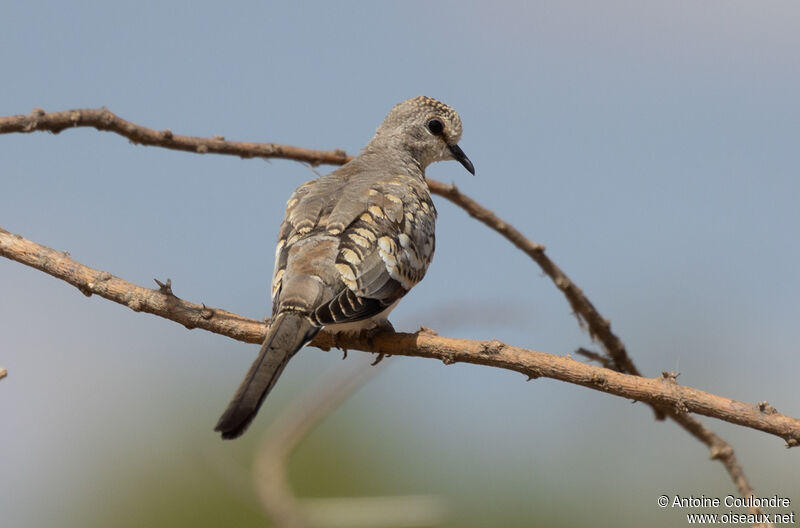 Namaqua Dovejuvenile