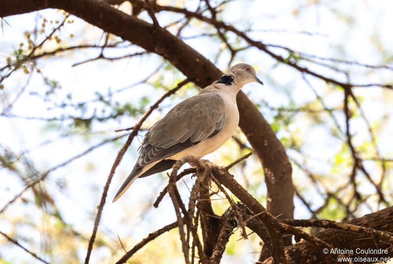 Mourning Collared Doveadult