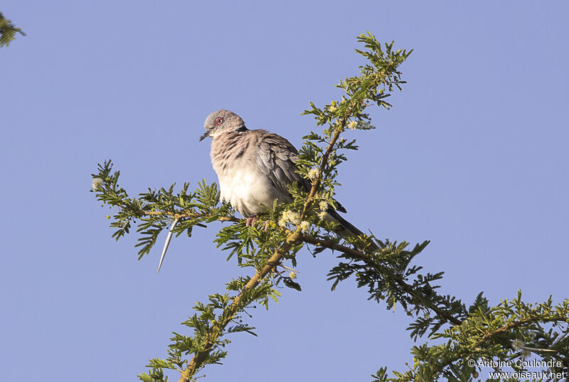 Mourning Collared Doveadult