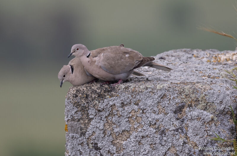 Eurasian Collared Doveadult breeding, courting display