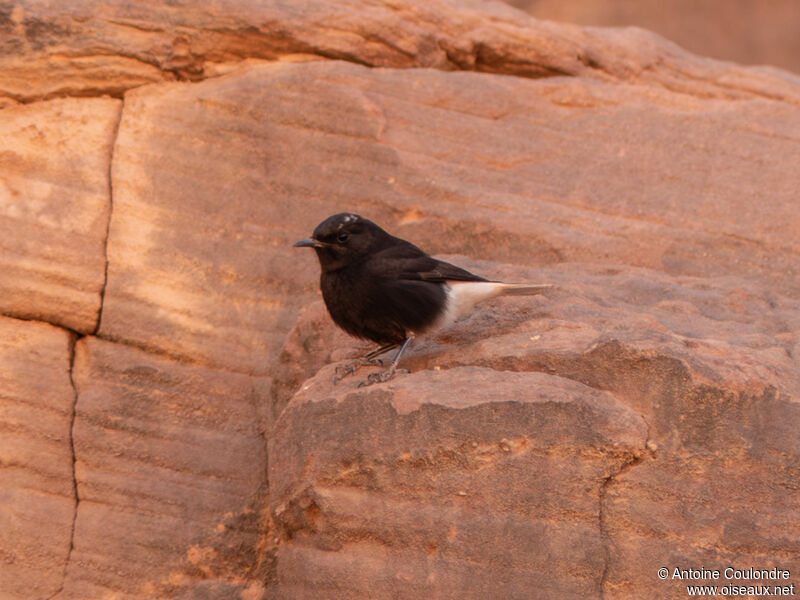 White-crowned Wheatearimmature