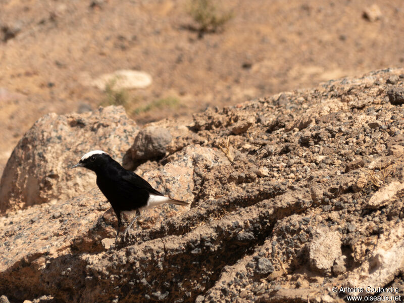 White-crowned Wheatearadult