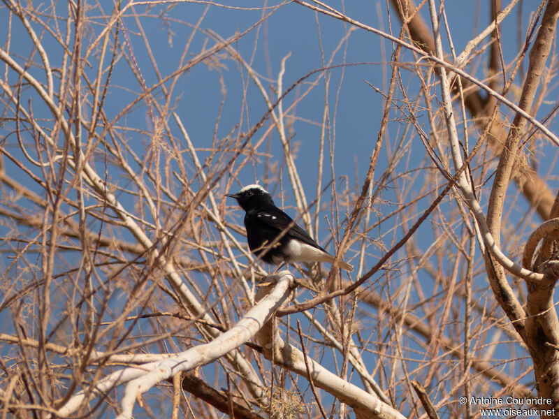 White-crowned Wheatear